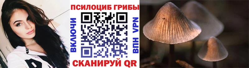 где купить наркоту  МЕГА онион  Галлюциногенные грибы Cubensis  Грайворон 